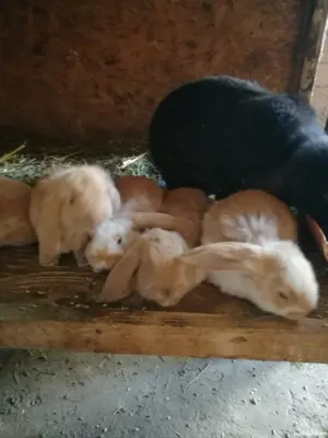 Iepuri berbec german  - imagine 2