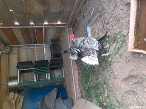 Gaini Sebright - imagine 2 Gaini Sebright - imagine 2