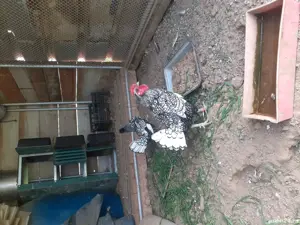 Gaini Sebright - imagine 3 Gaini Sebright - imagine 3