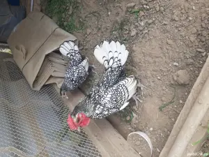 Gaini Sebright - imagine 5 Gaini Sebright - imagine 5