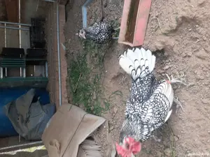 Gaini Sebright - imagine 4 Gaini Sebright - imagine 4