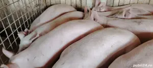 porci de carne 