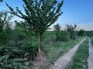 Terenuri de vanzare Ciolpani,sat Piscu,zona linistita,fara tranzit,aproape de padurea Scrovistea. - imagine 13