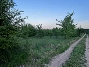 Terenuri de vanzare Ciolpani,sat Piscu,zona linistita,fara tranzit,aproape de padurea Scrovistea. - imagine 14