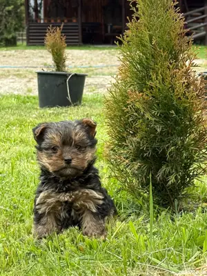 YorkshireTerrier - imagine 4