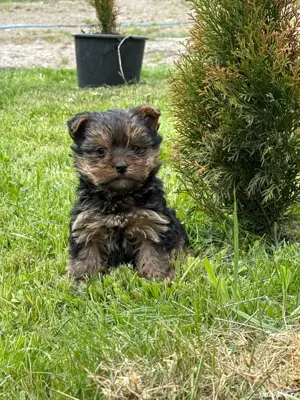 YorkshireTerrier - imagine 5