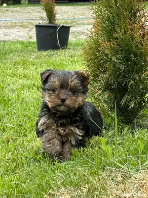 YorkshireTerrier - imagine 3