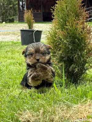 YorkshireTerrier - imagine 2