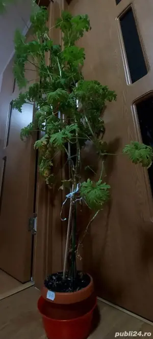 Vand flori de apartament