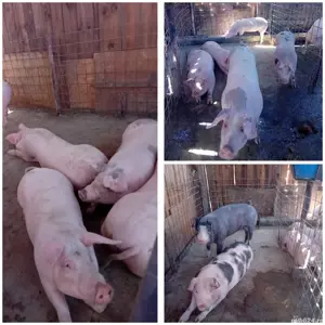 Porci de vânzare 