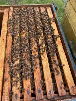 Familie albine 4-5 rame puiet