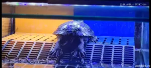 broaște țestoase cu tample rosii - imagine 2 broaște țestoase cu tample rosii - imagine 2