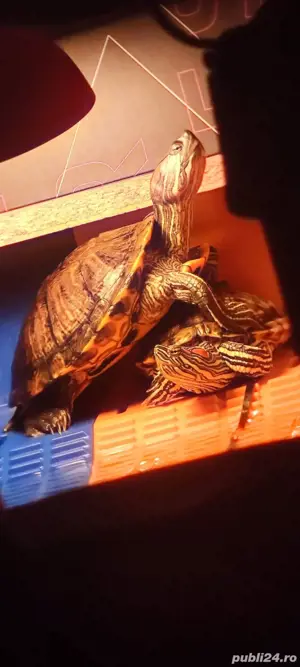 broaște țestoase cu tample rosii