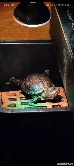 broaște țestoase cu tample rosii - imagine 3 broaște țestoase cu tample rosii - imagine 3