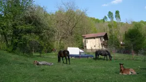 7700 Euro vanzare 220 mp teren asfalt apa gaz si curent Cosminele Prahova superb - imagine 10