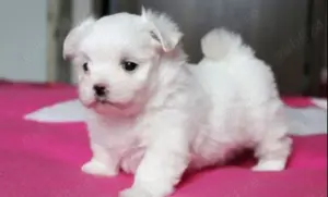 Puiuți Maltipoo albi ca zăpadă! - imagine 3 Puiuți Maltipoo albi ca zăpadă! - imagine 3