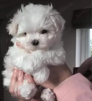 Puiuți Maltipoo albi ca zăpadă! - imagine 2 Puiuți Maltipoo albi ca zăpadă! - imagine 2