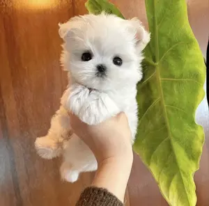 Ofertă! Căței Bichon Toy la doar 1500 lei