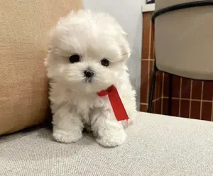 Pechinez imperial  albi