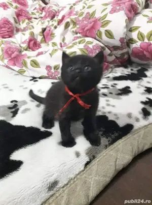 British shorthair black - imagine 3