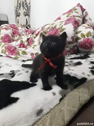 British shorthair black - imagine 2