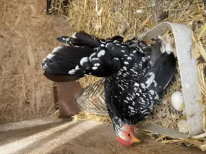 Păsări Chabo Bobat de vânzare !  - imagine 3