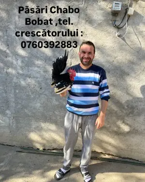 Păsări Chabo Bobat de vânzare !
