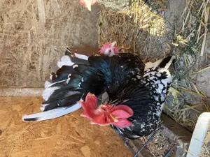 Ouă din păsări de expoziție Chabo Bobat de vânzare !  - imagine 3 Ouă din păsări de expoziție Chabo Bobat de vânzare !  - imagine 3