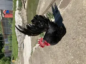 Păsări Chabo Bobat de vânzare !  - imagine 4