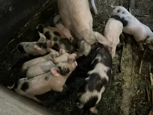 Vand purcei crescuti biologic