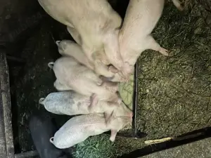 Vand purcei crescuti biologic - imagine 3