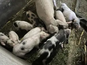 Vand purcei crescuti biologic - imagine 2