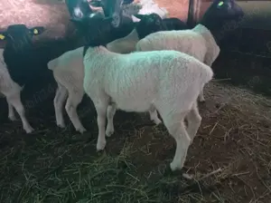 Berbecut rasa Dorper