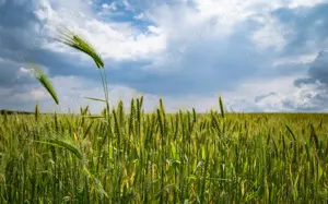 Vand 5 ha teren agricol extravilan - Ciochina, Ialomita