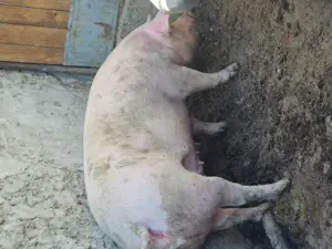 Porc de vanzare  - imagine 2