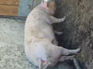 Porc de vanzare  - imagine 3