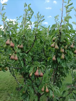 Proprietar vând teren cu casă în roșu  - imagine 3