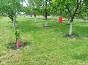 Proprietar vând teren cu casă în roșu  - imagine 2