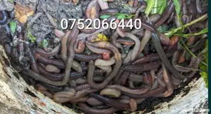 Vand rame negre roșii groase de roua 20cm pescuit somn clonc