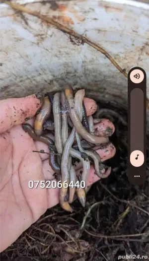 Vand rame negre roșii groase de roua 20cm pescuit somn clonc - imagine 5