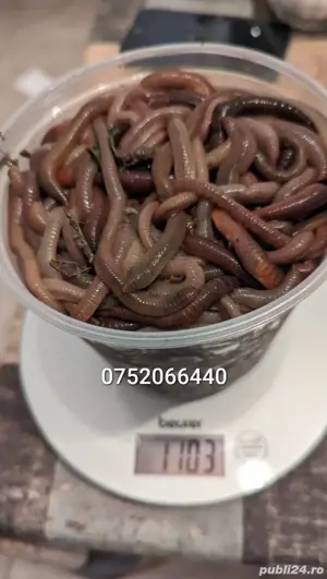 Vand rame negre roșii groase de roua 20cm pescuit somn clonc - imagine 2