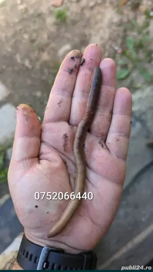 Vand rame negre roșii groase de roua 20cm pescuit somn clonc - imagine 3