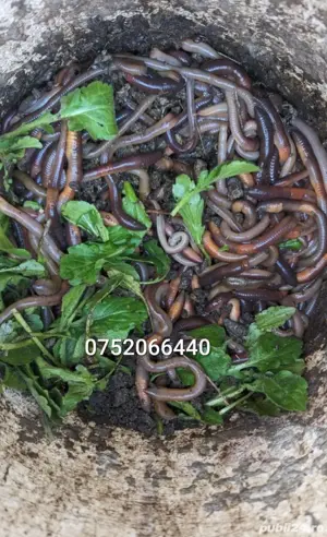 Vand rame negre roșii groase de roua 20cm pescuit somn clonc - imagine 4