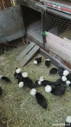 Vînd pui și ouă de Moțată olandeză