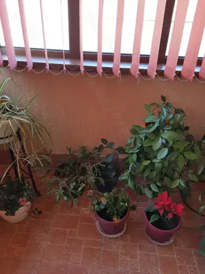 Vila noua 5 camere - imagine 10