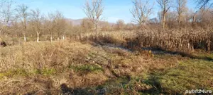 Teren intravilan 5500 mp2 - imagine 5