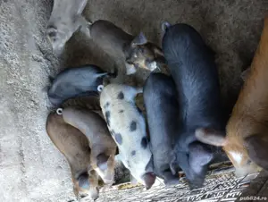 Purcei de vânzare  - imagine 3