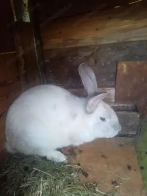 Pereche iepuri un an