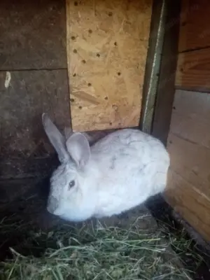 Pereche iepuri un an - imagine 2 Pereche iepuri un an - imagine 2