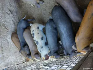 Purcei de vânzare  - imagine 2